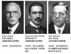 发现NMN的是谁？怎么挑选NMN品牌，哪个牌子好！
