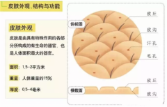 郑群医师——面部抗衰也需分时段进行